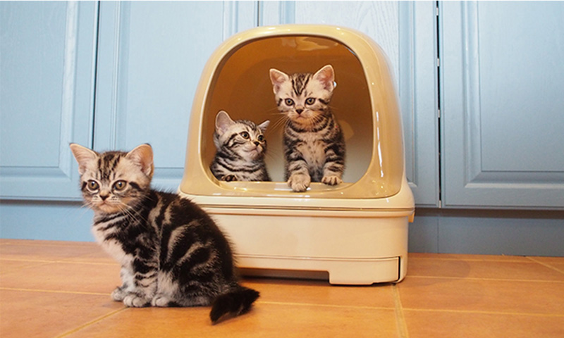 猫が粗相してしまう トイレ以外で排泄 猫のよくあるご相談 ニャンとも清潔トイレ 花王株式会社