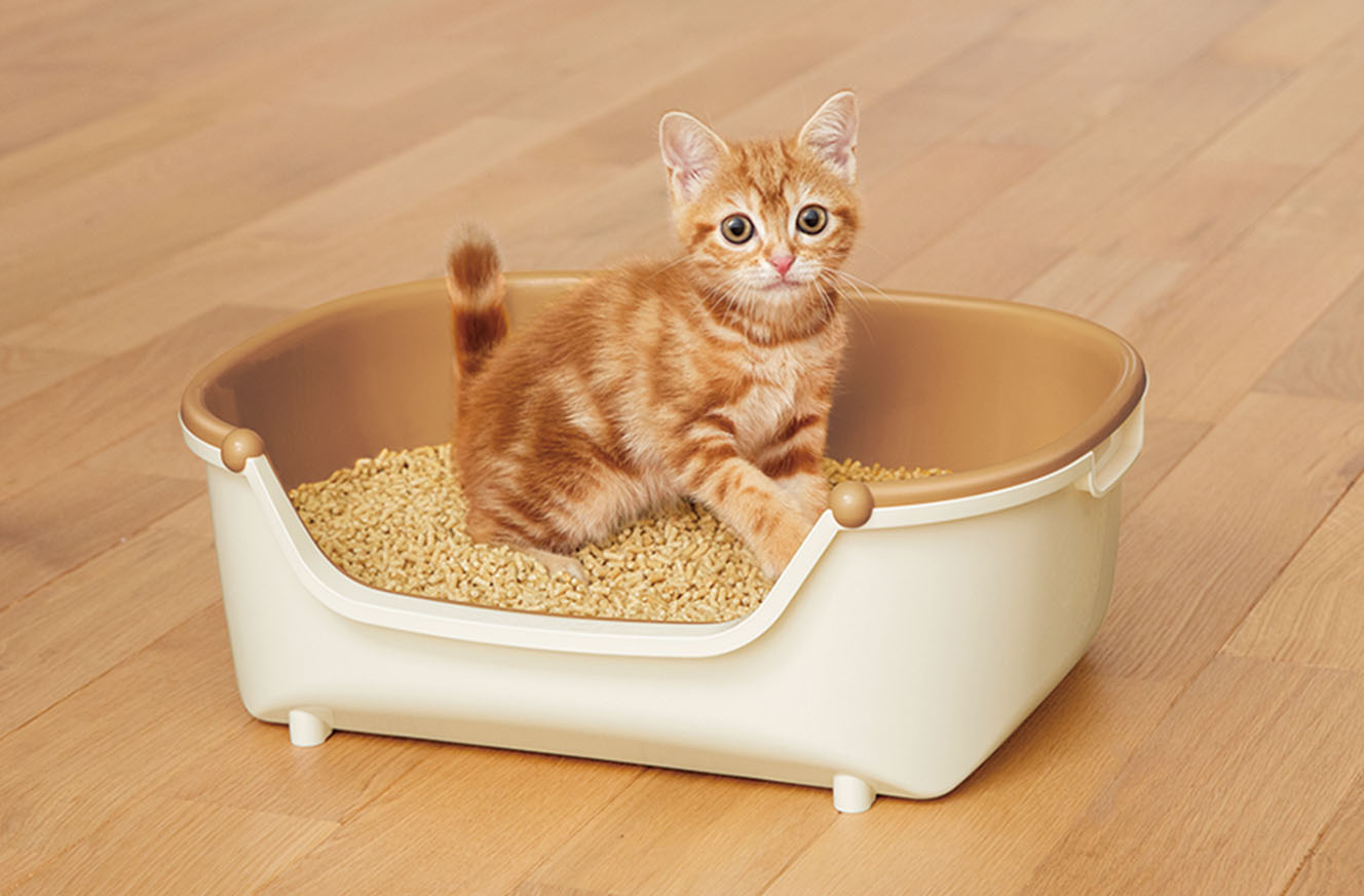 子猫の育て方 トイレのしつけ 獣医師監修 ニャンとも清潔トイレ猫用システムトイレ 花王株式会社 子猫の育て方 トイレのしつけ 獣医師監修 ニャンとも清潔トイレ猫用システムトイレ 花王株式会社