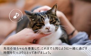 春はストレスケアが重要！愛猫の春の健康を守る３つのポイント