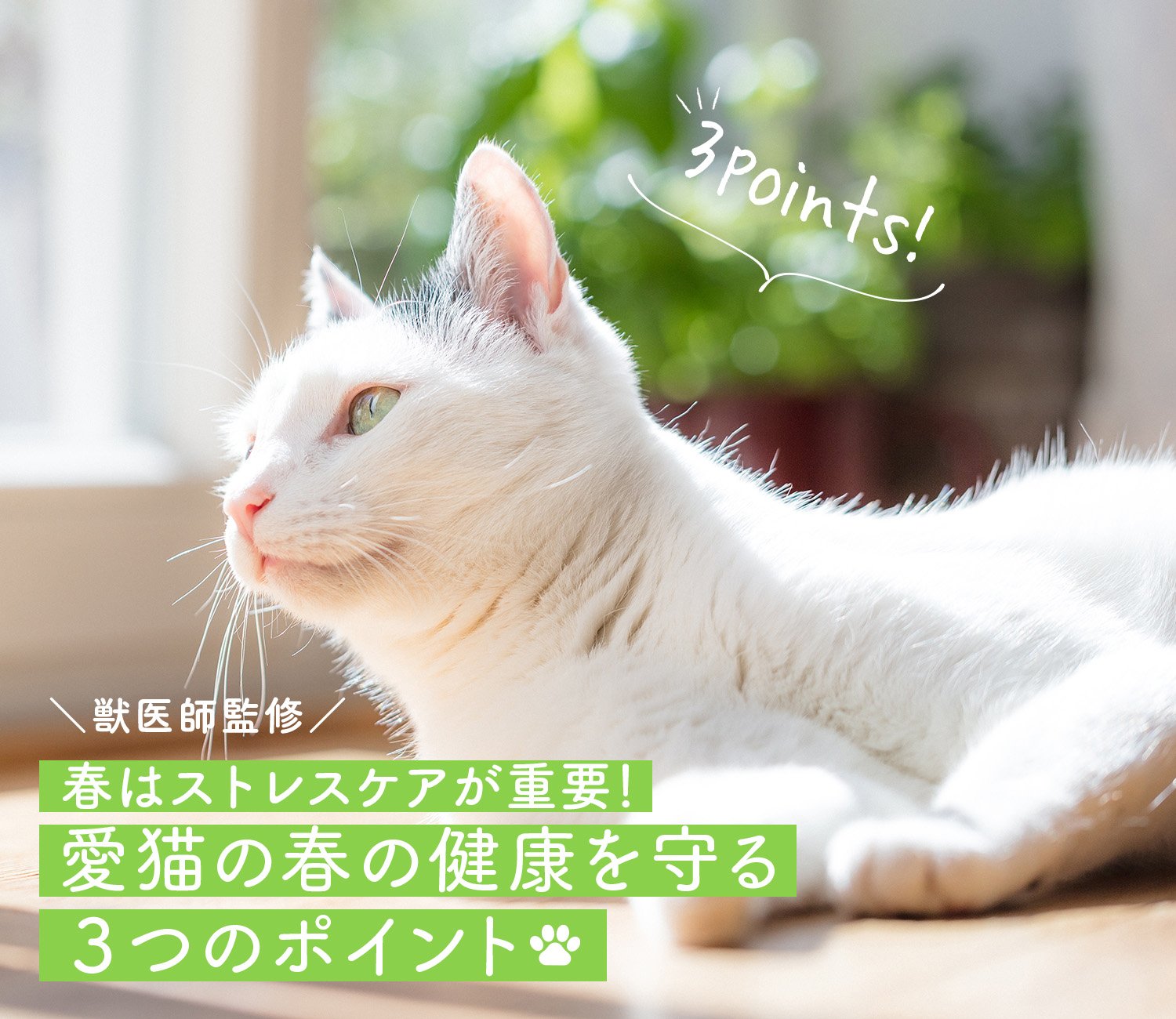 春はストレスケアが重要 愛猫の春の健康を守る３つのポイント ニャンとも清潔トイレ 花王株式会社