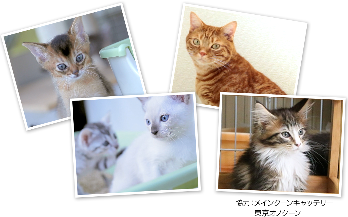 100匹の猫ちゃんはじめてのニャンとも ニャンとも清潔トイレ 花王株式会社
