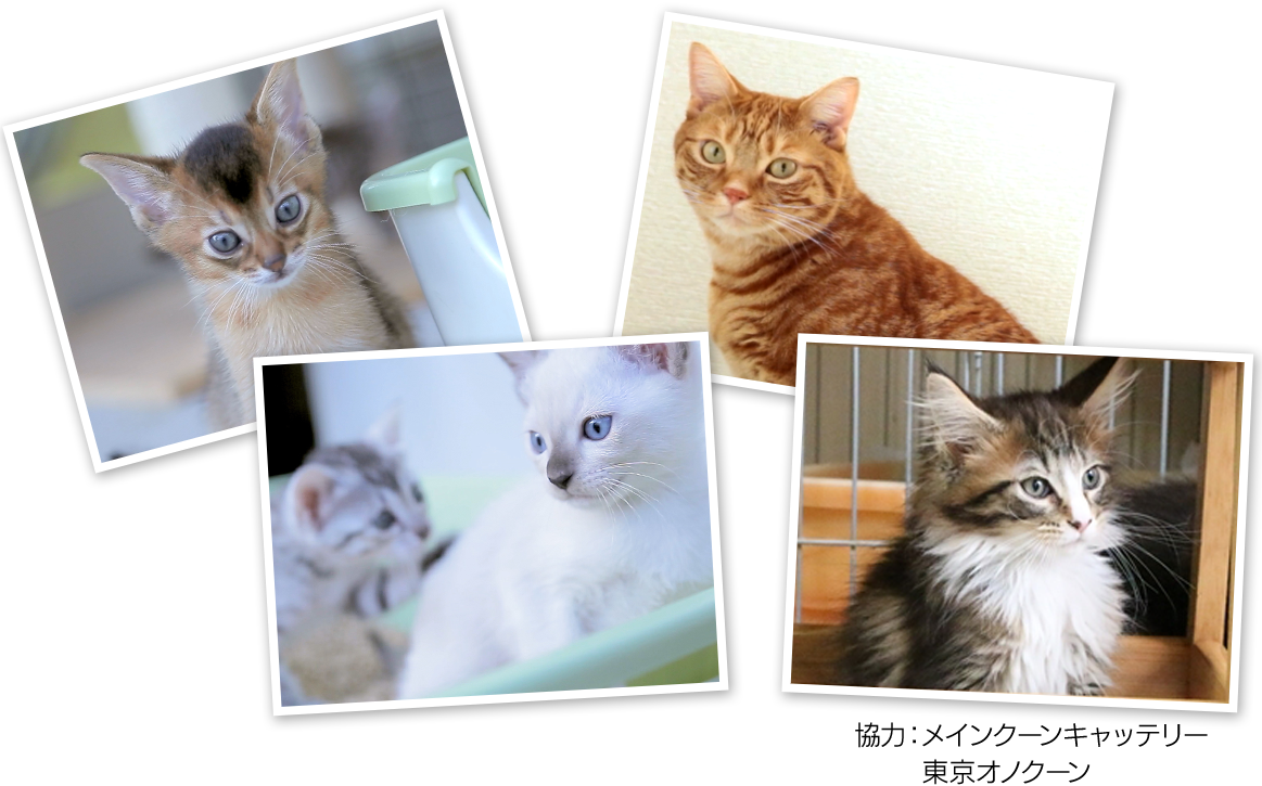 100匹の猫ちゃんはじめてのニャンとも ニャンとも清潔トイレ 花王株式会社 100匹の猫ちゃんはじめてのニャンとも ニャンとも清潔トイレ 花王株式会社