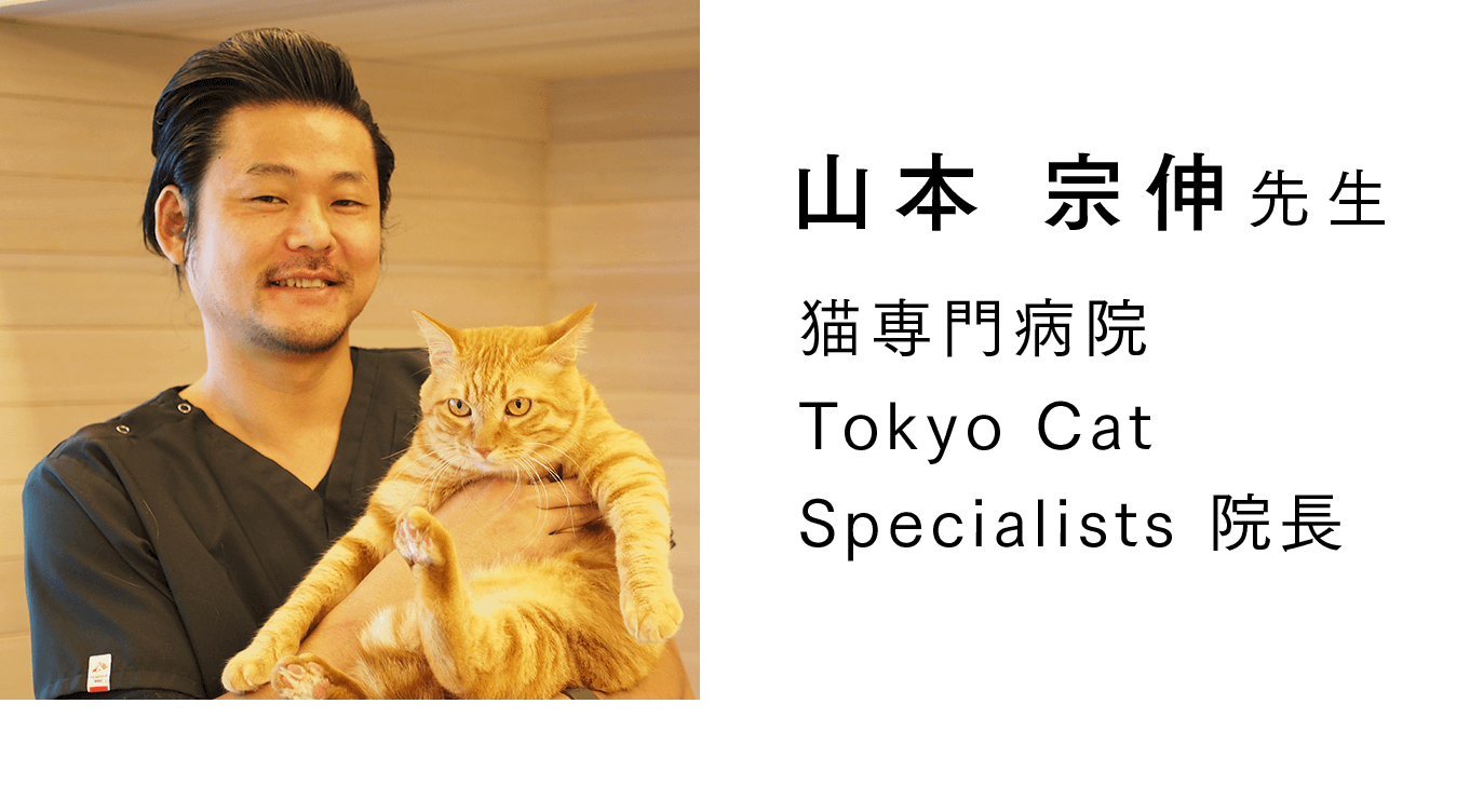 ニャンともサポーターズ お祝いメッセージ ニャンとも清潔トイレ 猫用システムトイレ 花王株式会社 ニャンともサポーターズ お祝いメッセージ ニャンとも清潔トイレ 猫用システムトイレ 花王株式会社