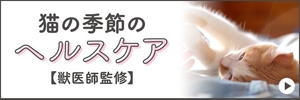 猫の季節のヘルスケア【獣医師監修】
