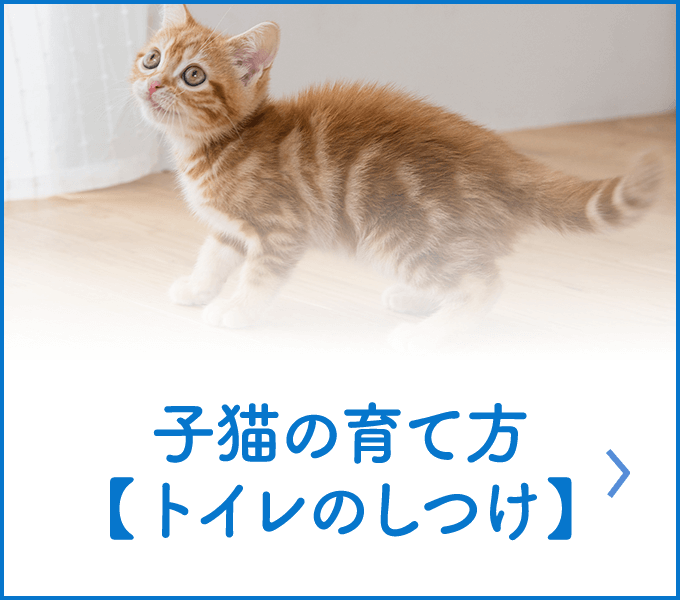 子猫の育て方 トイレのしつけ 獣医師監修 ニャンとも清潔トイレ猫用システムトイレ 花王株式会社
