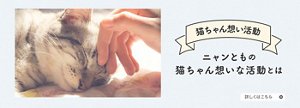 ニャンともの猫ちゃん想いの活動　活動詳細