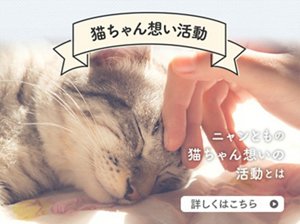 ニャンともの猫ちゃん想いの活動　活動詳細