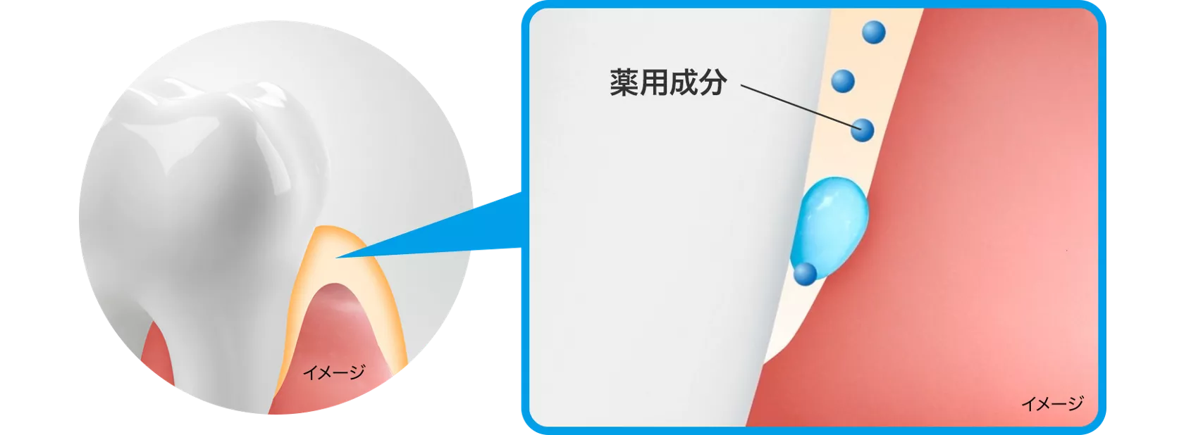 花王株式会社 | 【公式】ピュオーラ | マルチケアペーストハミガキ