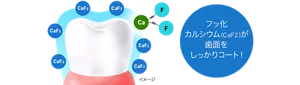 フッ化カルシウム（CaF2）が歯面をしっかりコート！