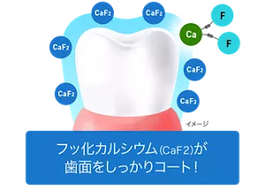 フッ化カルシウム（CaF2）が歯面をしっかりコート！