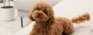 ペットがいる方