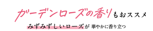 ガーデンローズの香りもおススメ みずみずしいローズが華やかに香り立つ
