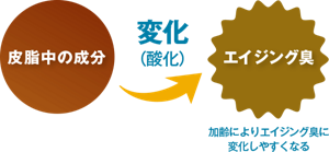 皮脂中の成分が変化（酸化）エイジング臭に。加齢によりエイジング臭に変化しやすくなる）