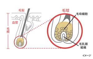 発毛促進のイメージ