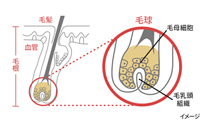 発毛促進のイメージ