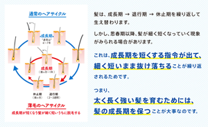 髪は、成長期 → 退行期 → 休止期を繰り返して生え替わります。しかし、思春期以降、髪が細く短くなっていく現象がみられる場合があります。これは、成長期を短くする指令が出て、細く短いまま抜け落ちることが繰り返されるためです。つまり、太く長く強い髪を育むためには、髪の成長期を保つことが大事なのです。