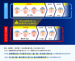 髪は、成長期 → 退行期 → 休止期を繰り返して生え替わります。しかし、思春期以降、髪が細く短くなっていく現象がみられる場合があります。これは、成長期を短くする指令が出て、細く短いまま抜け落ちることが繰り返されるためです。つまり、太く長く強い髪を育むためには、髪の成長期を保つことが大事なのです。（図）通常のヘアサイクルでは、成長期が4～7年、退行期が2～3週間、休止期が数カ月。薄毛のヘアサイクルになると、成長期が数カ月～1年と短くなる。