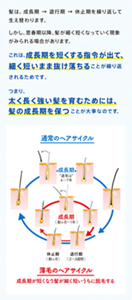 髪は、成長期 → 退行期 → 休止期を繰り返して生え替わります。しかし、思春期以降、髪が細く短くなっていく現象がみられる場合があります。これは、成長期を短くする指令が出て、細く短いまま抜け落ちることが繰り返されるためです。つまり、太く長く強い髪を育むためには、髪の成長期を保つことが大事なのです。