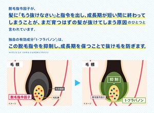 脱毛指令因子が、髪に「もう抜けなさい」と指令を出し、成長期が短い間に終わってしまうことが、まだ育つはずの髪が抜けてしまう原因のひとつと言われています。独自の有効成分「t-フラバノン*」は、この脱毛指令を抑制し、成長期を保つことで抜け毛を防ぎます。＊トランス-3,4’-ジメチル-3-ヒドロキシフラバノン