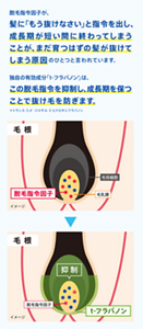 脱毛指令因子が、髪に「もう抜けなさい」と指令を出し、成長期が短い間に終わってしまうことが、まだ育つはずの髪が抜けてしまう原因のひとつと言われています。独自の有効成分「t-フラバノン*」は、この脱毛指令を抑制し、成長期を保つことで抜け毛を防ぎます。＊トランス-3,4’-ジメチル-3-ヒドロキシフラバノン