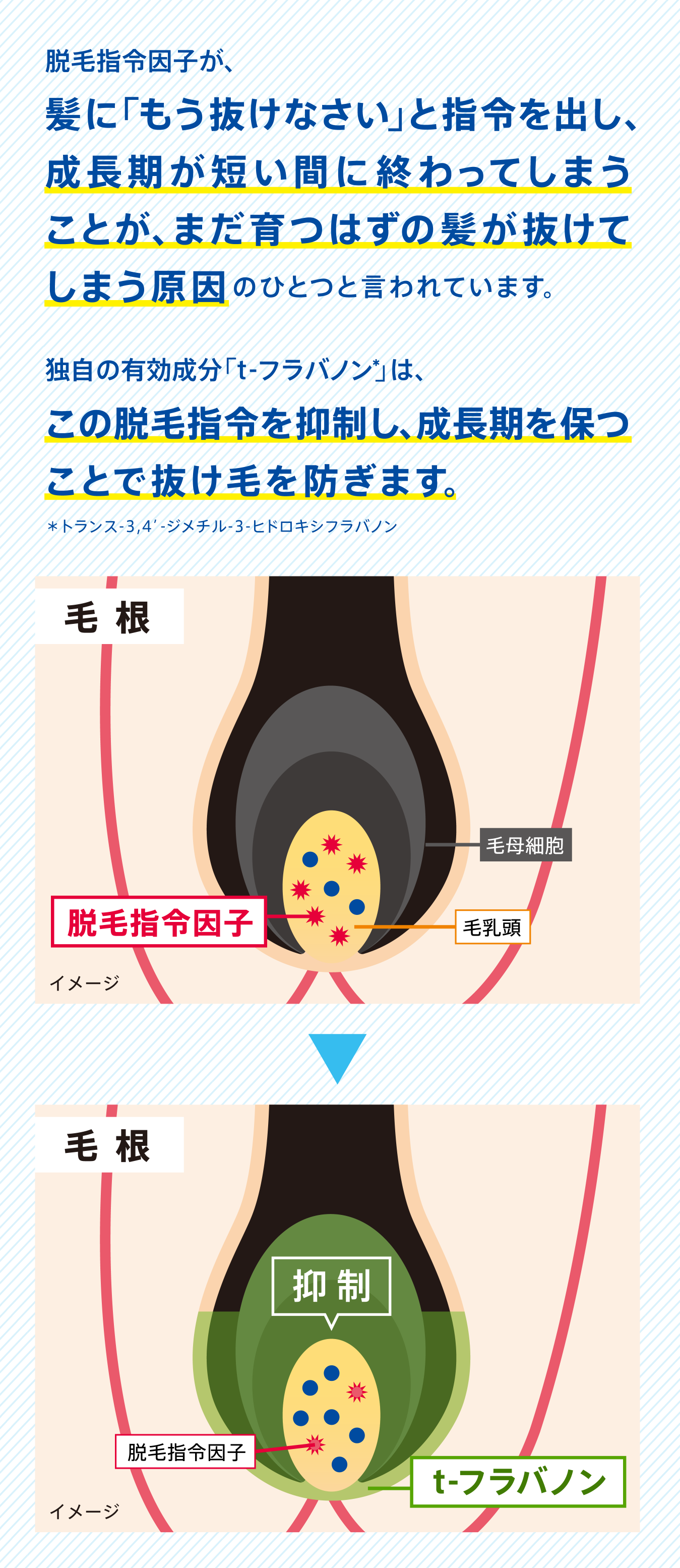 SUCCESS トニック 14本セット Amazon | サクセス薬用育毛トニック 無香料/180g | サクセス
