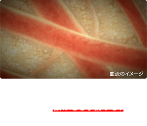 血行を促進し毛母細胞に酸素や栄養を届けることで抜け毛を予防する！　※3 スエルチアマリンＫI