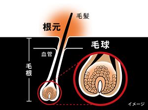 薬用育毛トニック ボリュームケア｜サクセス