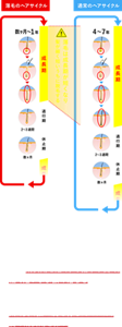 髪は、成長期 → 退行期 → 休止期を繰り返して生え替わります。しかし、思春期以降、髪が細く短くなっていく現象がみられる場合があります。これは、成長期を短くする指令が出て、細く短いまま抜け落ちることが繰り返されるためです。つまり、太く長く強い髪を育むためには、髪の成長期を保つことが大事なのです。（図）通常のヘアサイクルでは、成長期が4～7年、退行期が2～3週間、休止期が数カ月。薄毛のヘアサイクルになると、成長期が数カ月～1年と短くなる。
