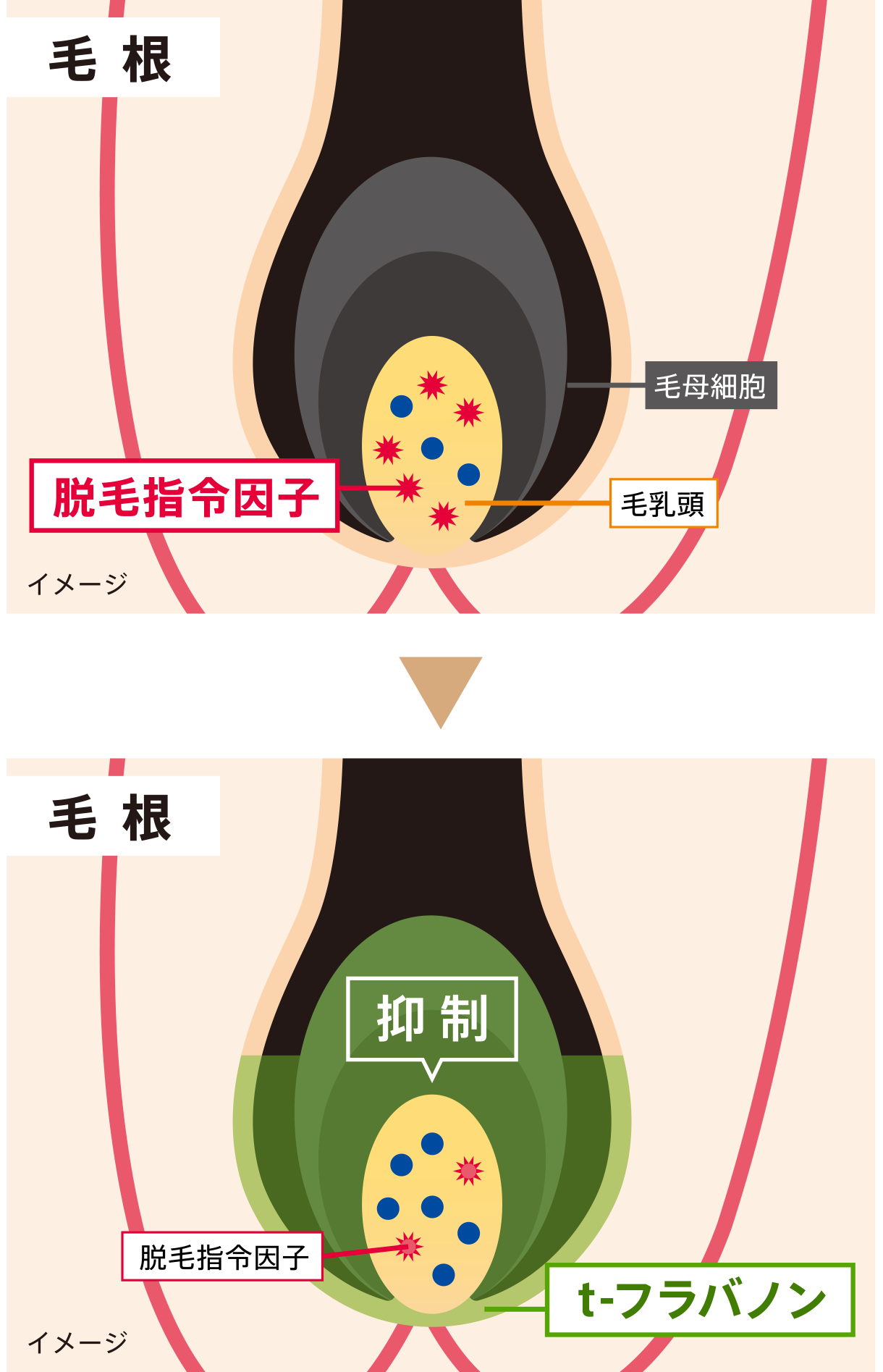 薬用育毛トニック ボリュームケア｜サクセス