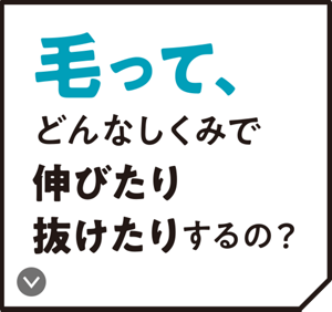 毛って、どんなしくみで伸びたり抜けたりするの？