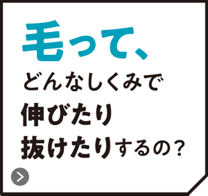 毛って、どんなしくみで伸びたり抜けたりするの？