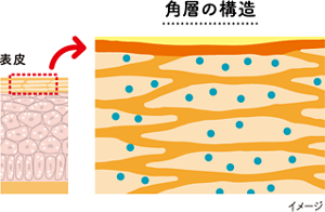 角層の構造