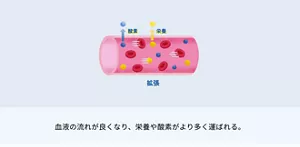 2.血液の流れが良くなり、 栄養や酸素がより多く運ばれる。