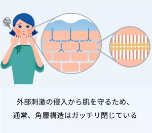1.外部刺激の侵入から肌を守るため、通常、角層構造はガッチリ閉じている