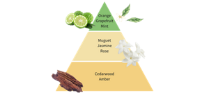 Orange Grapefruit Mint Muguet Jasmine Rose Cedarwood Amber
