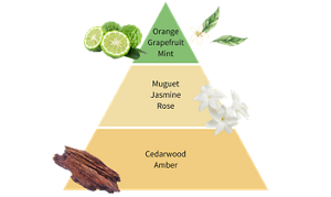 Orange Grapefruit Mint Muguet Jasmine Rose Cedarwood Amber