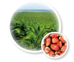 収穫から24時間