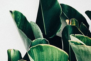 Kao_Americas_What-We-Believe-In_Animal-Derived-Ingredients