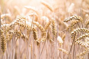 Kao_Americas_What-We-Believe-In_Gluten