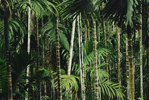 Kao_Americas_What-We-Believe-In_Palm-Oil