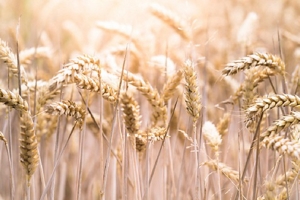 Kao_EMEA_Web_Sustainability_Images