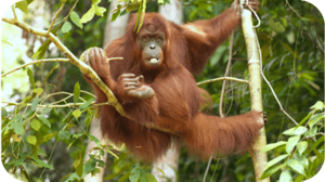 An orangutan holds onto a tree branch suspended above the ground. 