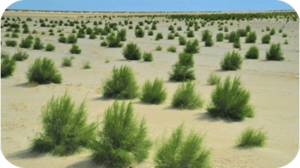 A desert landscape containing green, shrub-like plants. 