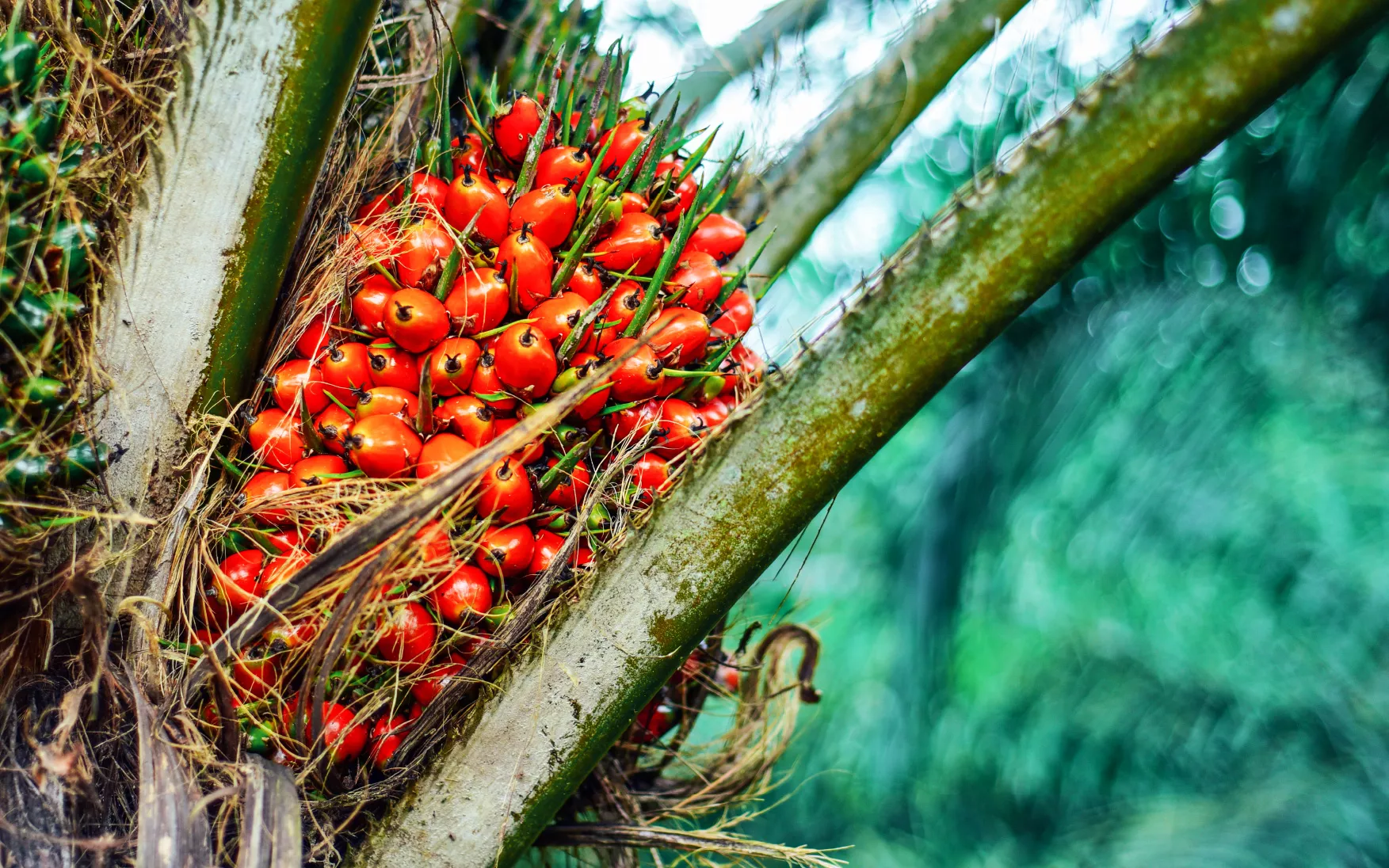 A photo of oil palm fruits