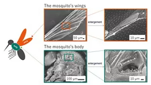 SEM images of a mosquito’s wing and body surface, showing fine uneven structures.