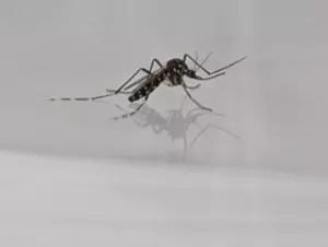 Photo of a mosquito floating on the water surface.