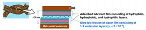 Schematic illustration of the ultra-low friction interface prepared by the adsorption of block copolymer-based lubricant on the hair surface. A water film, consisting of 1-2 molecular layer thick, intervenes between the adsorbed lubricant layers and exhibits ultra-low friction.