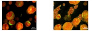 The dispersion of the second component on metal particles by SEM-EDX elemental mapping about development catalyst. The left shows low dispersion of the second component and the right shows high dispersion.