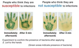 The presence of E. coli bacteria three minutes after application to the hands was investigated in people who think they are susceptible to infections and people who think they are not. The results indicate that there was almost no difference between immediately after and three minutes after application of bacteria to the hands of people who think they are susceptible. However, in people who think they are not susceptible, the E. coli on the hands had almost entirely disappeared after three minutes.