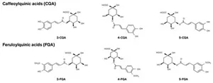 This image shows the structures of different chlorogenic acids. Chlorogenic acids are generally defined as cinnamic acid derivatives or quinic acid esters. Coffee contains molecules such as caffeoylquinic acids (CQA) and feruloylquinic acids (FQA), which are collectively called chlorogenic acids.
